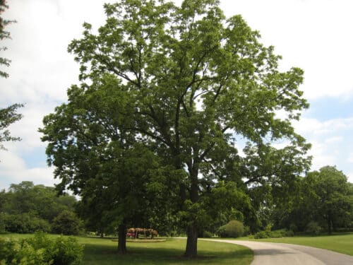 Black Walnut