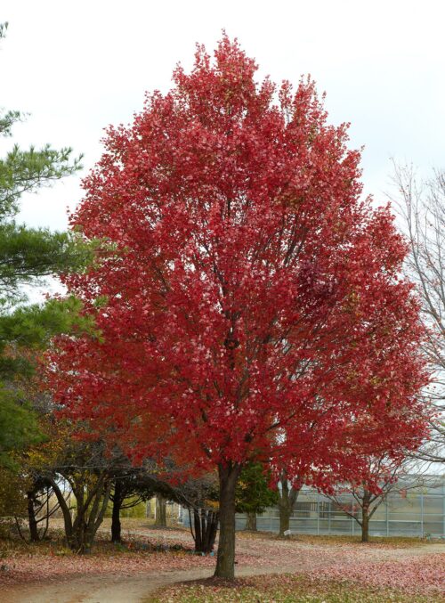 Red Maple
