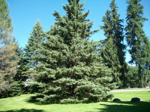 White Spruce