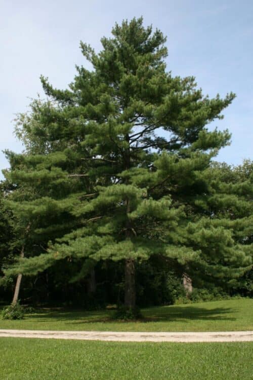 White Pine