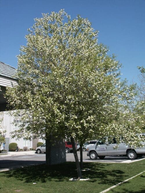 Common Chokecherry